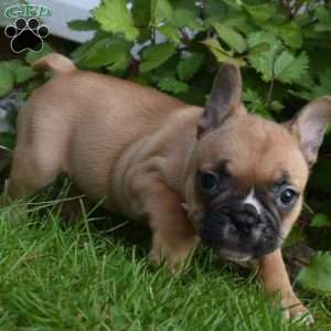 Lacy, French Bulldog Mix Puppy